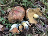 Boletus subluridellus image