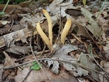 Clavulinopsis fusiformis image
