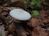 Clitocybe odora image
