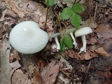 Clitocybe odora image