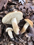 Xanthoconium affine image