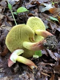 Boletus roodyi image