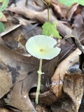 Leucocoprinus fragilissimus image