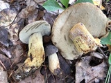 Retiboletus griseus image