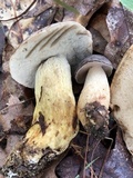 Retiboletus griseus image