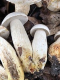 Retiboletus griseus image