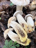 Retiboletus griseus image