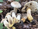 Retiboletus griseus image