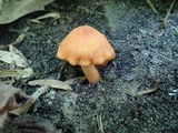 Cortinarius sect. Dermocybe image