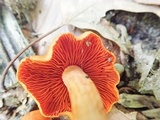 Cortinarius sect. Dermocybe image