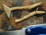 Pseudoclitocybe cyathiformis image