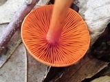 Cortinarius sect. Dermocybe image