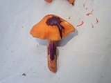 Cortinarius sect. Dermocybe image