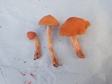 Cortinarius sect. Dermocybe image