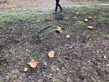 Boletus subluridellus image