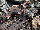 Marasmius pulcherripes image