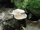 Hydnellum spongiosipes image