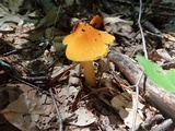 Hygrocybe acutoconica image