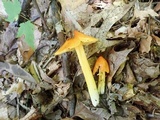Hygrocybe acutoconica image
