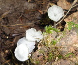 Delicatula integrella image