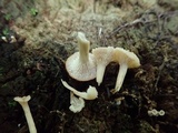 Lentinellus micheneri image