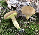 Boletus ferrugineus image