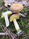 Boletus ferrugineus image