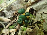 Leotia viscosa image
