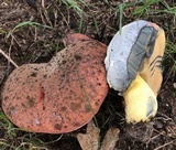 Boletus subluridellus image