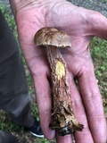 Aureoboletus russellii image