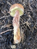 Aureoboletus russellii image