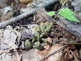 Microglossum olivaceum image