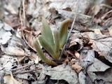 Microglossum olivaceum image