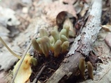 Microglossum olivaceum image
