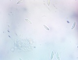 Microglossum olivaceum image