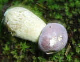 Tylopilus rubrobrunneus image