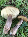 Leccinellum crocipodium image