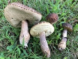 Leccinellum crocipodium image