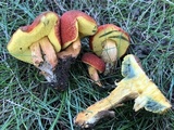 Boletus subfraternus image