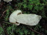 Tylopilus rubrobrunneus image