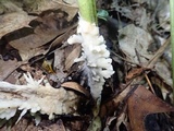 Sebacina incrustans image