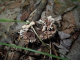 Thelephora anthocephala image