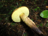 Boletellus chrysenteroides image