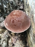 Tylopilus rubrobrunneus image