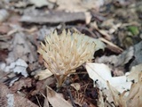 Aphelaria tuberosa image