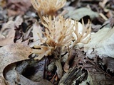 Aphelaria tuberosa image