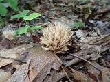 Aphelaria tuberosa image