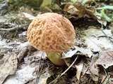 Xerocomus hortonii image