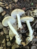 Tricholoma saponaceum image