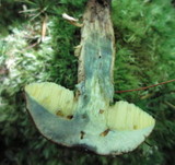 Boletellus chrysenteroides image